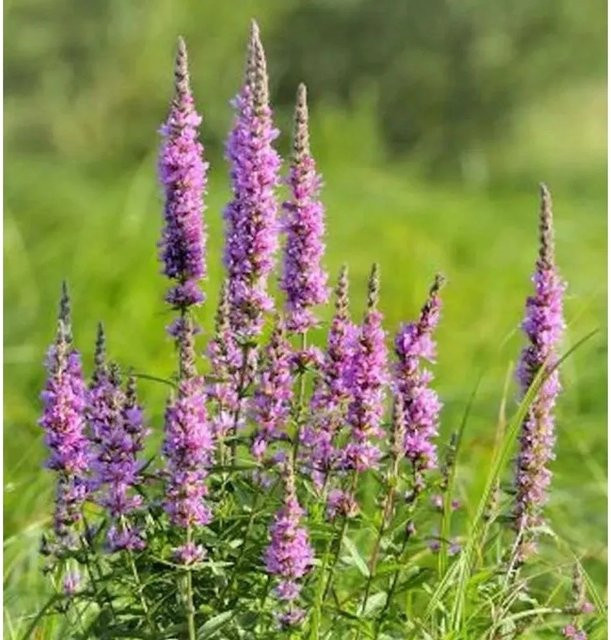 Blutweiderich Rose Queen Lythrum virgatum lila mehrjährige Schnittblumenpflanze für Naturgärten - Bild 1