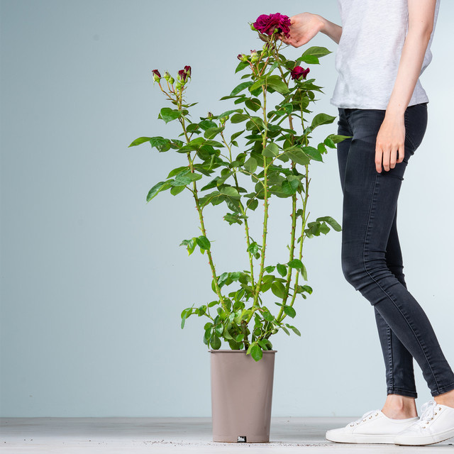 Edelrose Deep Secret von BLUME2000 in Rosa - Bild 1