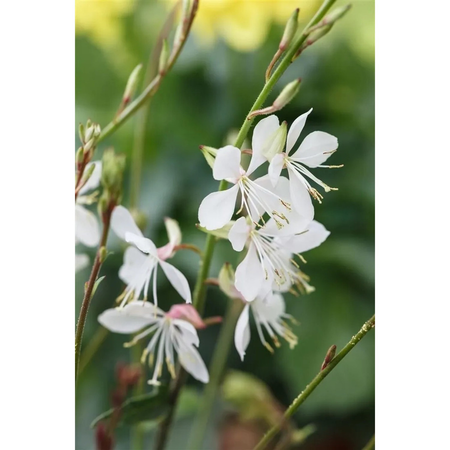 Gaura Lindheimeri Prachtkerze Gambit White Pflanzen für dich, pflegeleichte Zierpflanze für den Frühsommer bis Herbst, 2 Liter Container - Bild 2