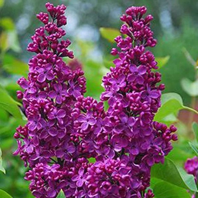 Arborix Edelflieder Andenken an Ludwig Späth Syringa vulgaris, lila, Höhe: 60 bis 80 cm - Bild 1