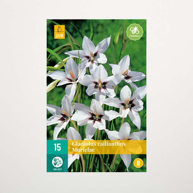 Abessinische Gladiolen von BLUME2000 mit 15 Knollen für deinen Garten oder Blumenkübel - Bild 1