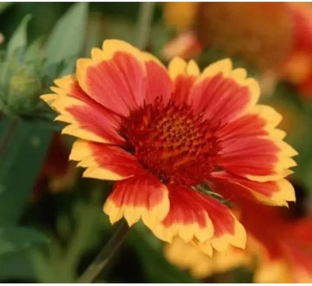 Gaillardia grandiflora Korkadenblume Tokayer als mehrjährige Beetpflanze und Schnittblume von Nr-01.de - Bild 1