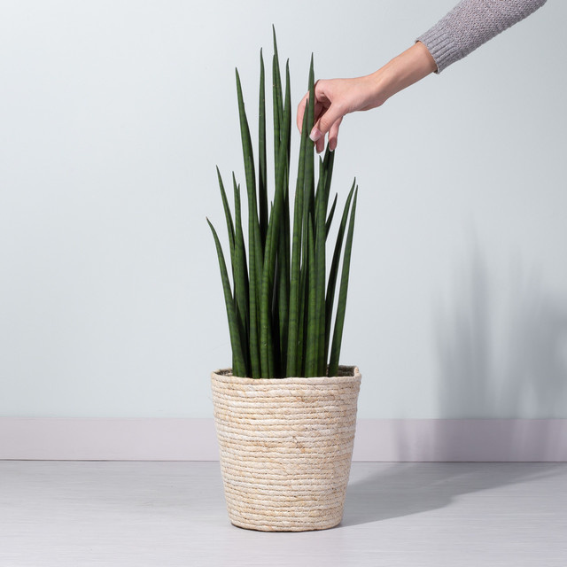 Bogenhanf Sansevieria cylindrica Mikado von BLUME2000, grüne Zimmerpflanze für helle Standorte - Bild 1