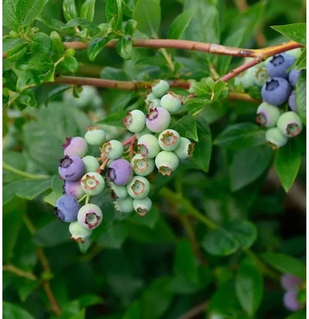 Heidelbeere Blueray Vaccinium corymbosum Beerenstrauch - Bild 1