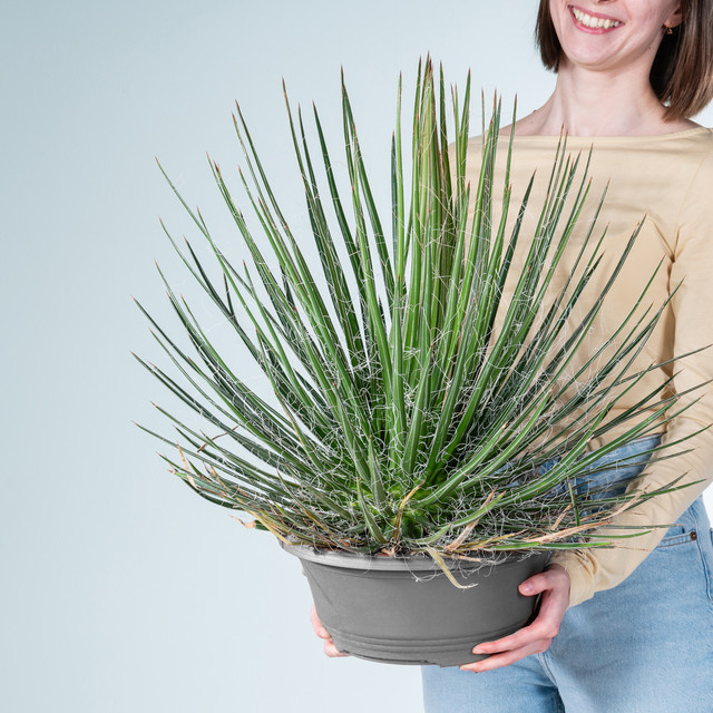 Agave Filifera XL von BLUME2000, grüne Sukkulente für Balkon, Terrasse und Garten - Bild 1