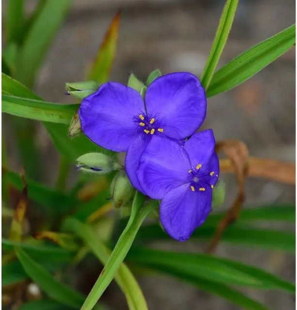 Tradescantia andersoniana Dreimasterblumen Blue Stone von Nr-01.de als blaue Gartenpflanze und Zimmerpflanze - Bild 1