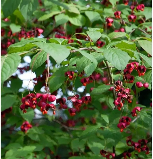 Pfaffenhütchen Euonymus planipes als pflegeleichter Strauch für deinen Garten, grün-rot, Höhe: 40-60 cm - Bild 1