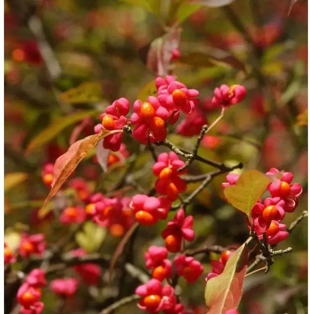 Euonymus europaeus Pfaffenhütchen Ziergehölz für Garten und Landschaftsgestaltung, Höhe: 40-60 cm - Bild 1