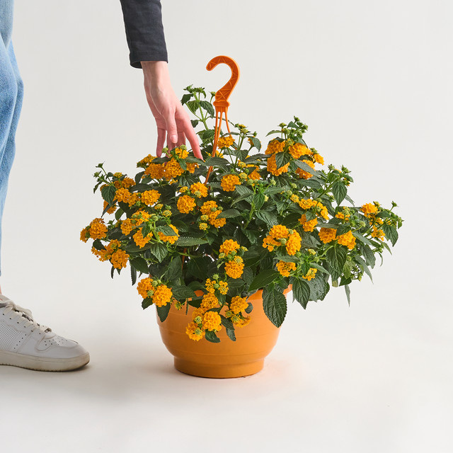 Oranges Wandelröschen Lantana camara als Ampelpflanze von BLUME2000 für Balkon und Terrasse - Bild 1