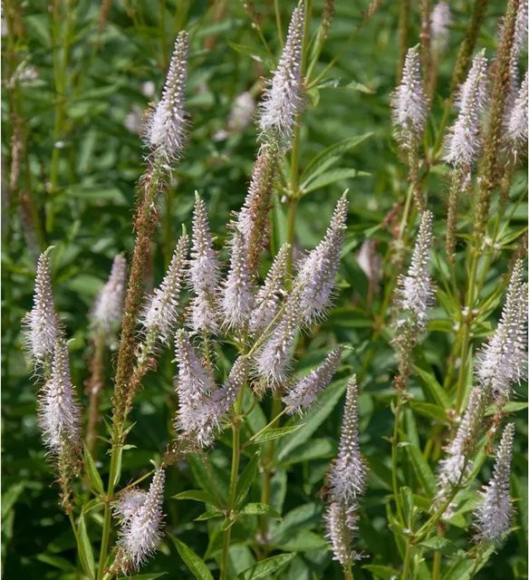 Virginischer Riesen Ehrenpreis Pink Glow Veronicastrum virginicum pinke Staude für den Garten - Bild 1