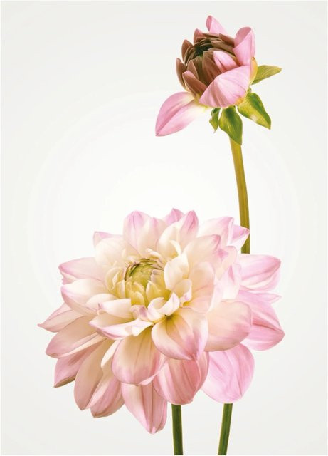 Komar Wandbild Dahlia Fotopapier B: 30 cm, H: 40 cm - Bild 1