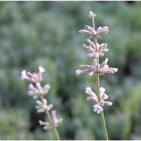 Echter Lavendel Siesta Lavandula angustifolia in lila von Nr-01.de