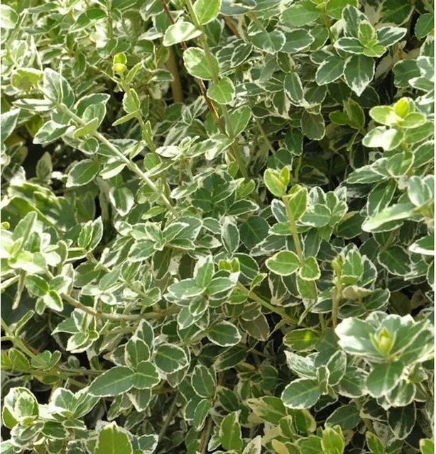 Euonymus fortunei Emerald Gaiety Weißbunte Kriechspindel Bodendecker Höhe: 60-80 cm - Bild 1