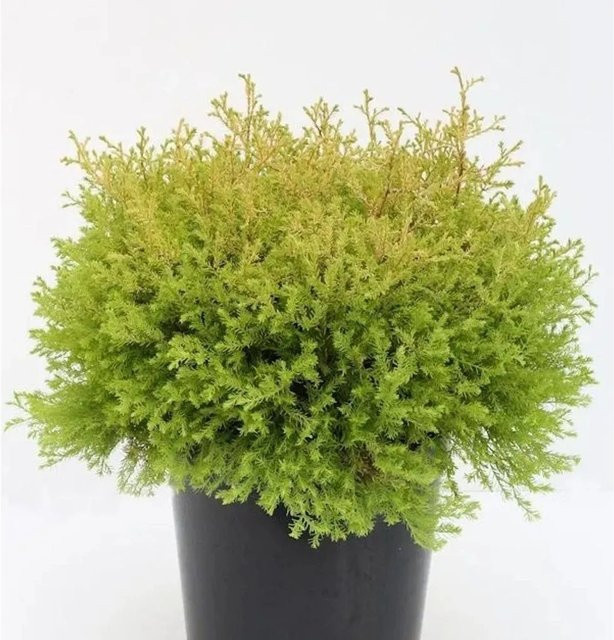 Thuja occidentalis Rheingold Lebensbaum von Die Nr-01.de in Gold und Grün, Höhe: 40-50 cm - Bild 1