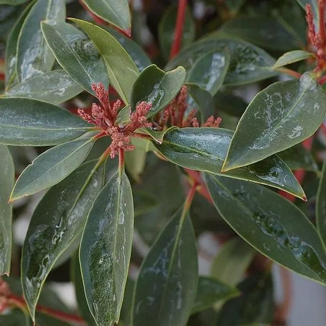 Arborix Berglorbeer Kalmia latifolia als immergrüner Zierstrauch in Pink und Grün, Topfpflanze - Bild 1