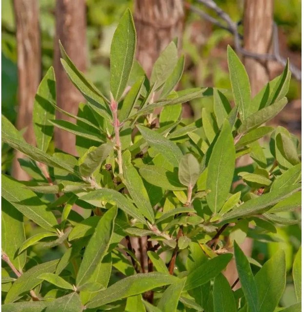 Honigbeere Lonicera kamtschatica MyBerry Farm Strauch in Grün, Höhe: 25-30 cm - Bild 1
