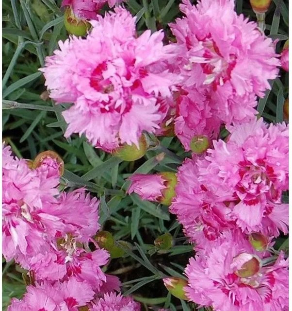 Federnelke Maggie Dianthus plumarius pink Stauden Bodendecker - Bild 1