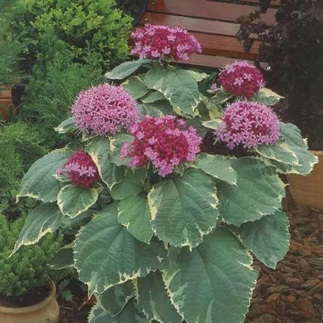 Arborix Losstrauch Clerodendrum bungei Pink Diamond, rosa, Höhe: 30 bis 40 cm - Bild 1