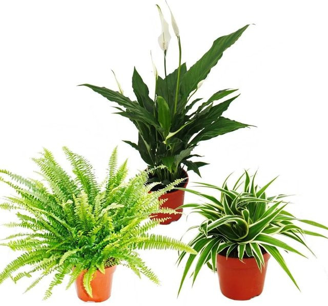 Exotenherz Zimmerpflanzen Trio Luftreiniger Set mit Nephrolepis, Spathiphyllum und Chlorophytum in Grün und Weiß - Bild 1
