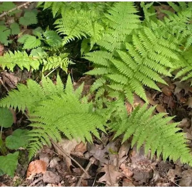 Frauenfarn Rotstiel Athyrium filix femina in grünem Topf - Bild 1