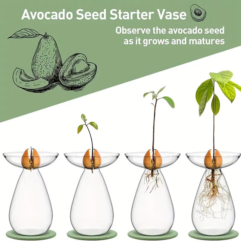 Transparente Avocado-Hydrokultur-Vase aus Glas für Samen und Pflanzen von TPXCKz - Bild 2