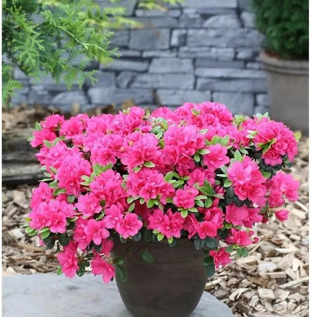 Japanische Azalee Canzonetta Rhododendron obtusum als Zwerg Alpenrose, Höhe: 40-50 cm - Bild 1