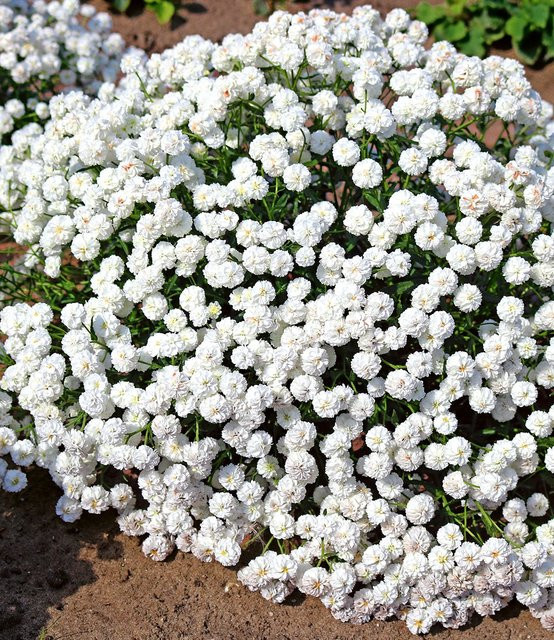 Achillea Diadem Schafgarbe - Bild 1