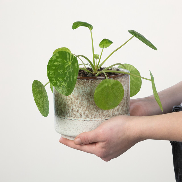 Pilea Mojito Zimmerpflanze von BLUME2000 in Grün, Höhe: 40 cm, Breite: 30 cm - Bild 1