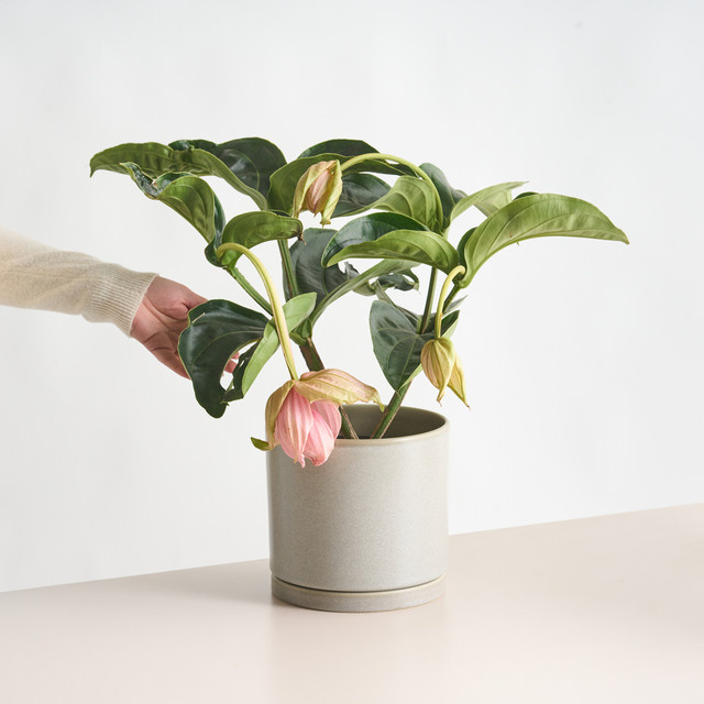 Medinilla Magnifica Zimmerpflanze von BLUME2000 mit rosa Blüten und grünen Blättern - Bild 1