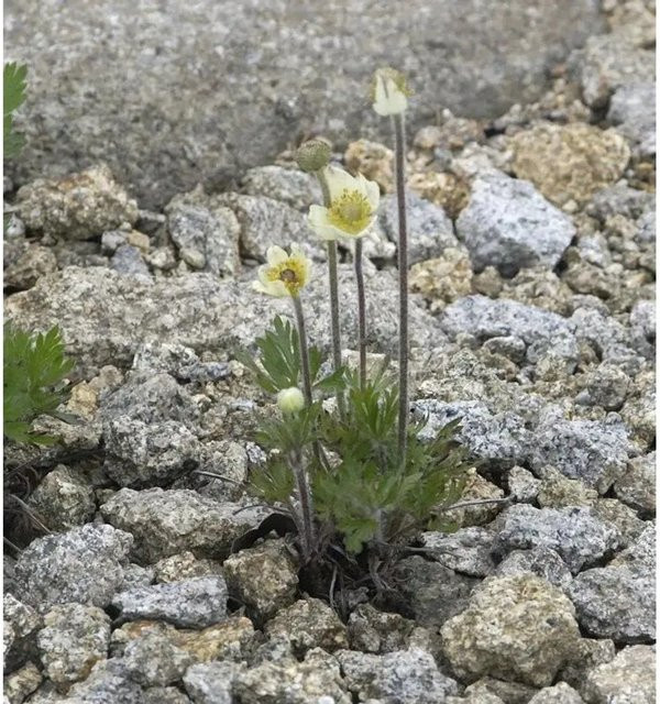 Anemone multifida Windröschen weiße Staude von Nr-01.de - Bild 1