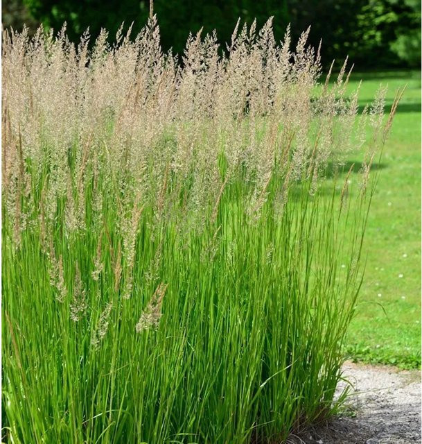 Wald-Reitgras Calamagrostis arundinacea als mehrjährige Zierpflanze in Grün und Blau von Nr-01.de - Bild 1