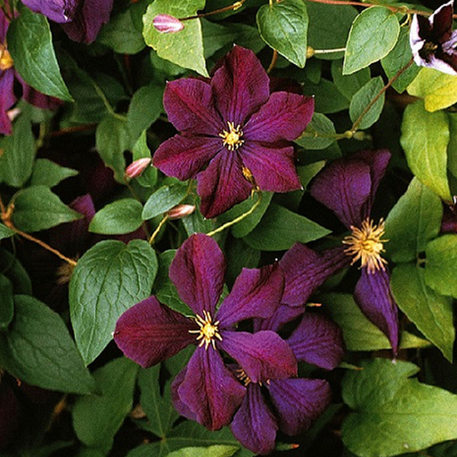 Clematis Etoile Violette Kletterpflanze in Violett - Bild 1