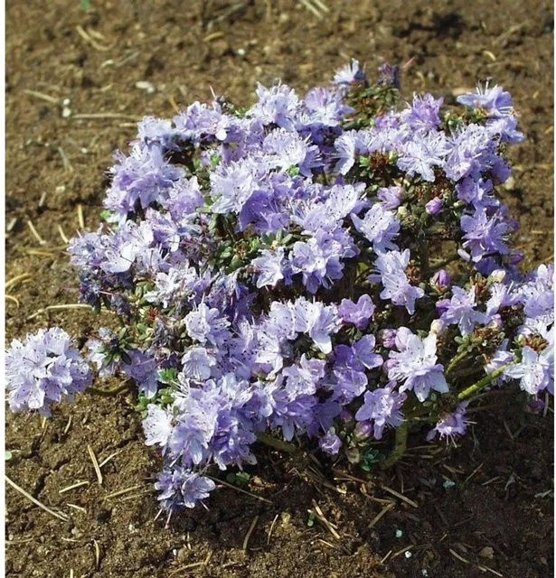 Rhododendron fastigatum ornamental shrub von Die Nr-01.de in Hellblau, Hellviolett und Purple - Bild 1