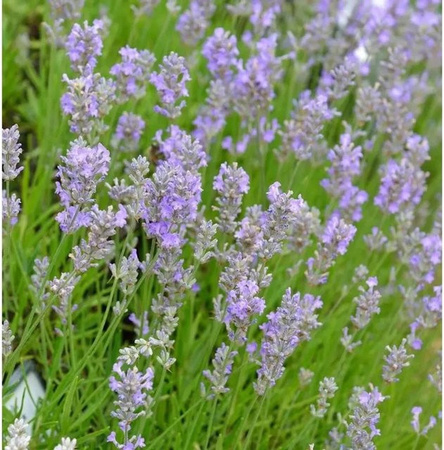 Echter Lavendel Little Lady Lavandula angustifolia lila Stauden für den Garten