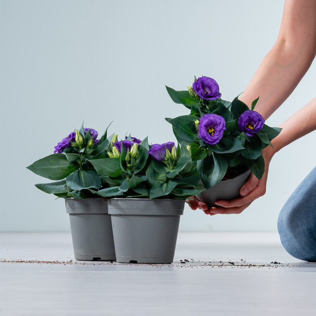 3 Stück Lilafarbener Prärieienzian Eustoma russelianum von BLUME2000 - Bild 1