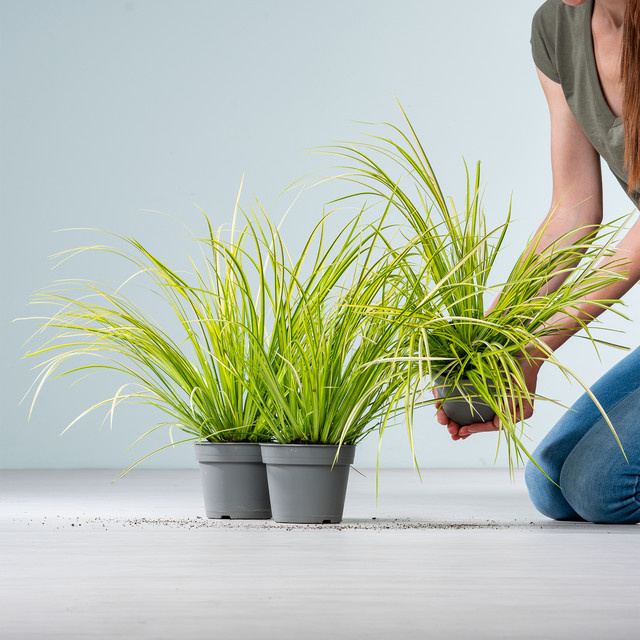 Acorus Gramineus gelbbunt Wasserpflanze für Teichränder und Miniteiche, 3 Stück von BLUME2000 - Bild 1