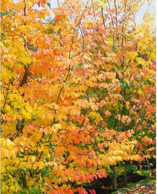 Parrotia Persica Eisenholzbaum mit auffälliger Herbstfärbung, Höhe: 175–200 cm - Bild 1