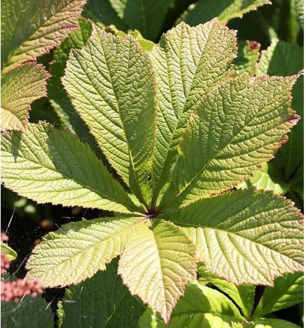 Rodgersia Solitärpflanze Grün für den Außenbereich - Bild 1