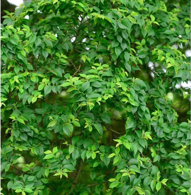 Zwergulme Jacqueline Hillier Ulmus hollandica als grüner Zierstrauch für den Garten - Bild 1