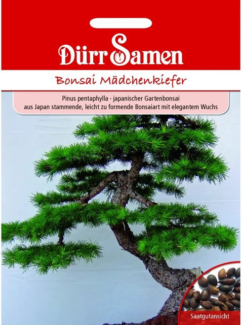 Dürr Samen Mädchen-Kiefer Bonsai-Saatgut für Garten und Balkon - Bild 1