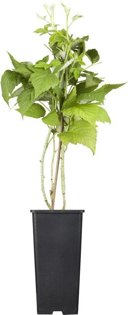 GROW by OBI Bio Himbeere TwoTimer Sugana Rot Beerenstrauch im Topf, Höhe: 20-30 cm - Bild 1