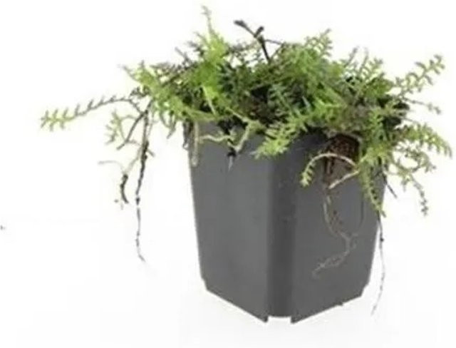 Exotenherz Bodendecker Leptinella Squalida Braunes Fiederpolster im 9cm Topf, Set mit 6 Pflanzen - Bild 1