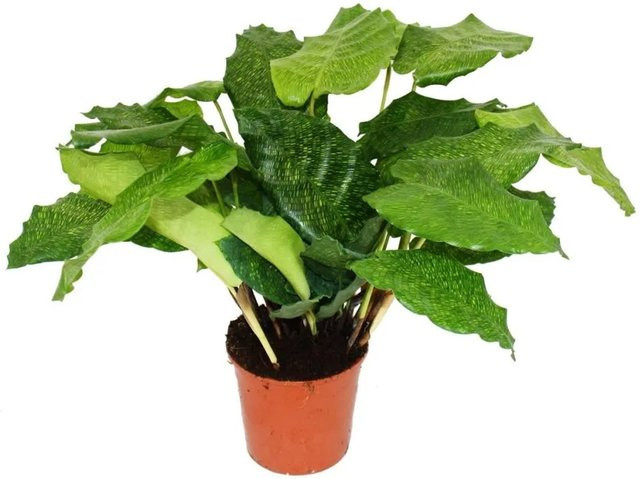 Calathea Musaica Network Zimmerpflanze von Exotenherz mit ausgefallenem Blattmuster, Höhe: 40 cm, Topf: 14 cm - Bild 1