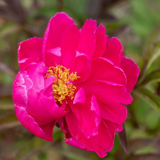 BLUME2000 Strauchpfingstrose Paeonia suffruticosa in Pink XL - Bild 1