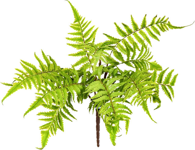 Künstliche Pflanze Aplanta Osmundastrum Björn, Grün, Höhe: 30 cm - Bild 1