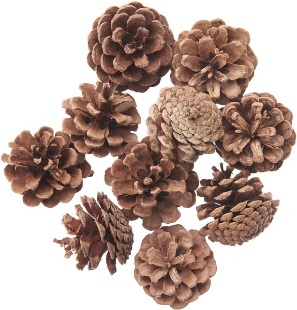 Rico Design Kiefernzapfen in Natur für Herbst, Winter und Weihnachten - Bild 1