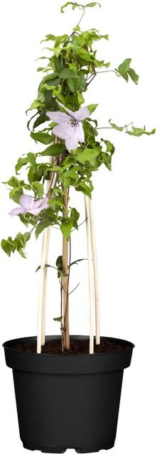 Clematis Hagley Hybrid Rosa im Topf mit einem Durchmesser von ca. 17 cm - Bild 1