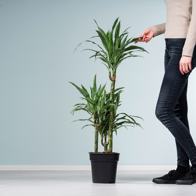 Drachenbaum Dracaena Warneckei Zimmerpflanze von BLUME2000 - Bild 1
