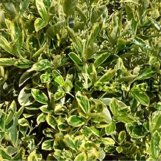 Arborix Japanspindel Susan Euonymus japonicus als Zierstrauch im Container, grün-weiß, 20 bis 30 cm - Bild 1