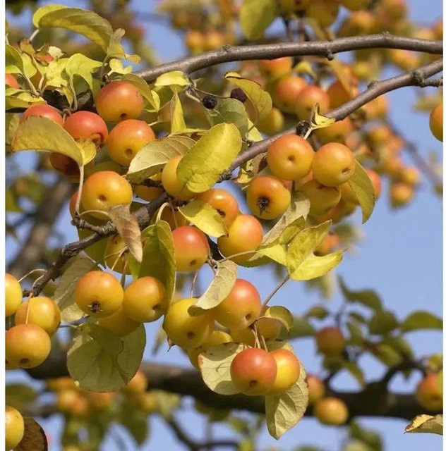 Zierapfel Butterball Malus Hybride Nr-01.de Höhe: 125-150 cm - Bild 1